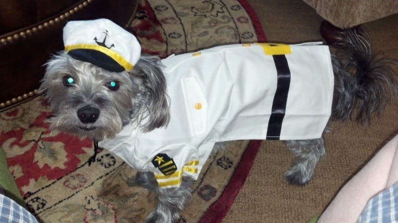 Deb Gs dog LAMBEAU